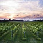 North Fork Wineries & Vineyards