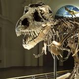 Field Museum
