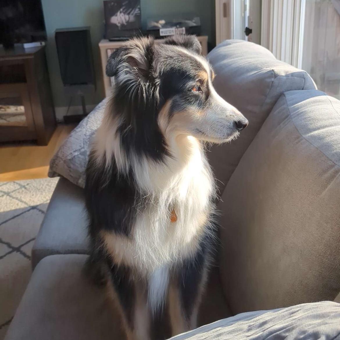 Hermes looking out at the backyard