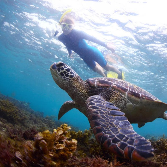 Honeymoon Turtle Snorkeling