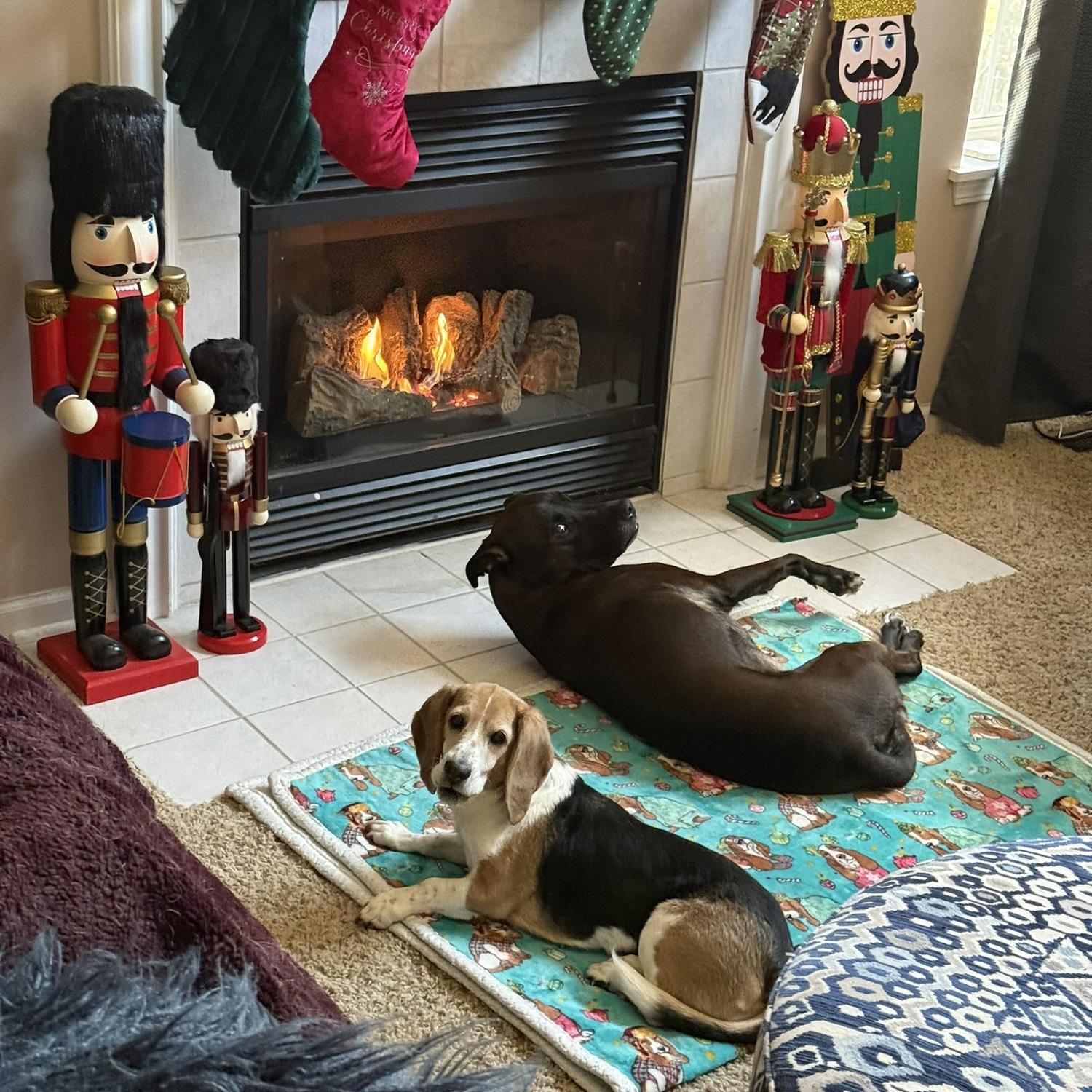 Both dogs get along and what started as an unlikely friendship has become a solid family.