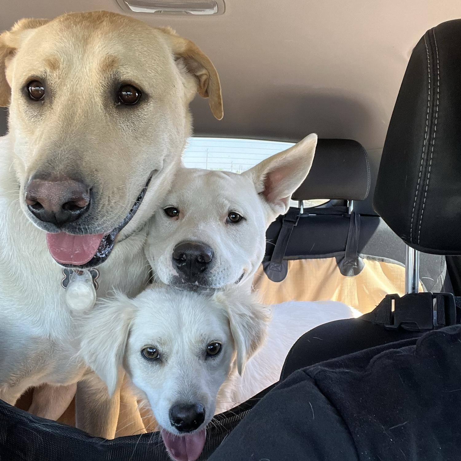 At some point Katie snuck Heimy in while Cisco was away for a weekend… so now we have a full house.
