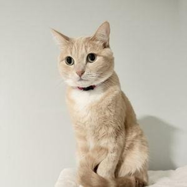 Medical School for Cat