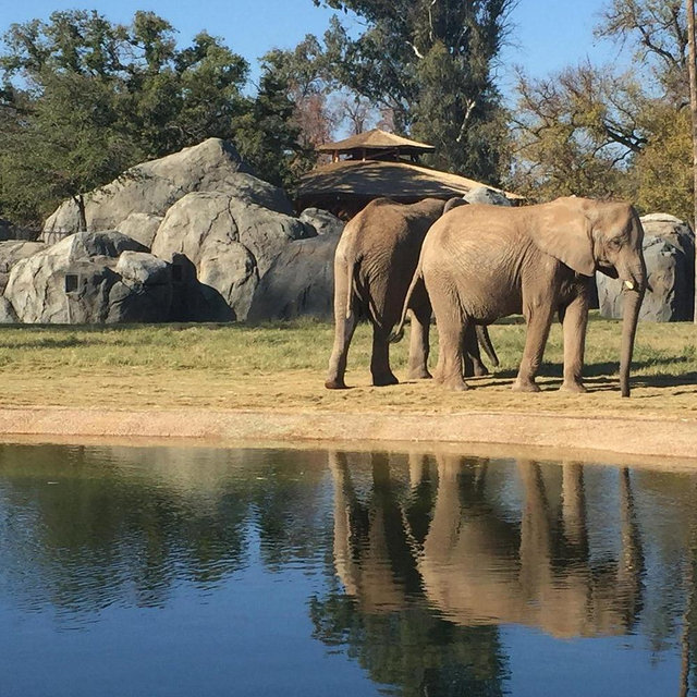 Fresno Chaffee Zoo Dual Membership
