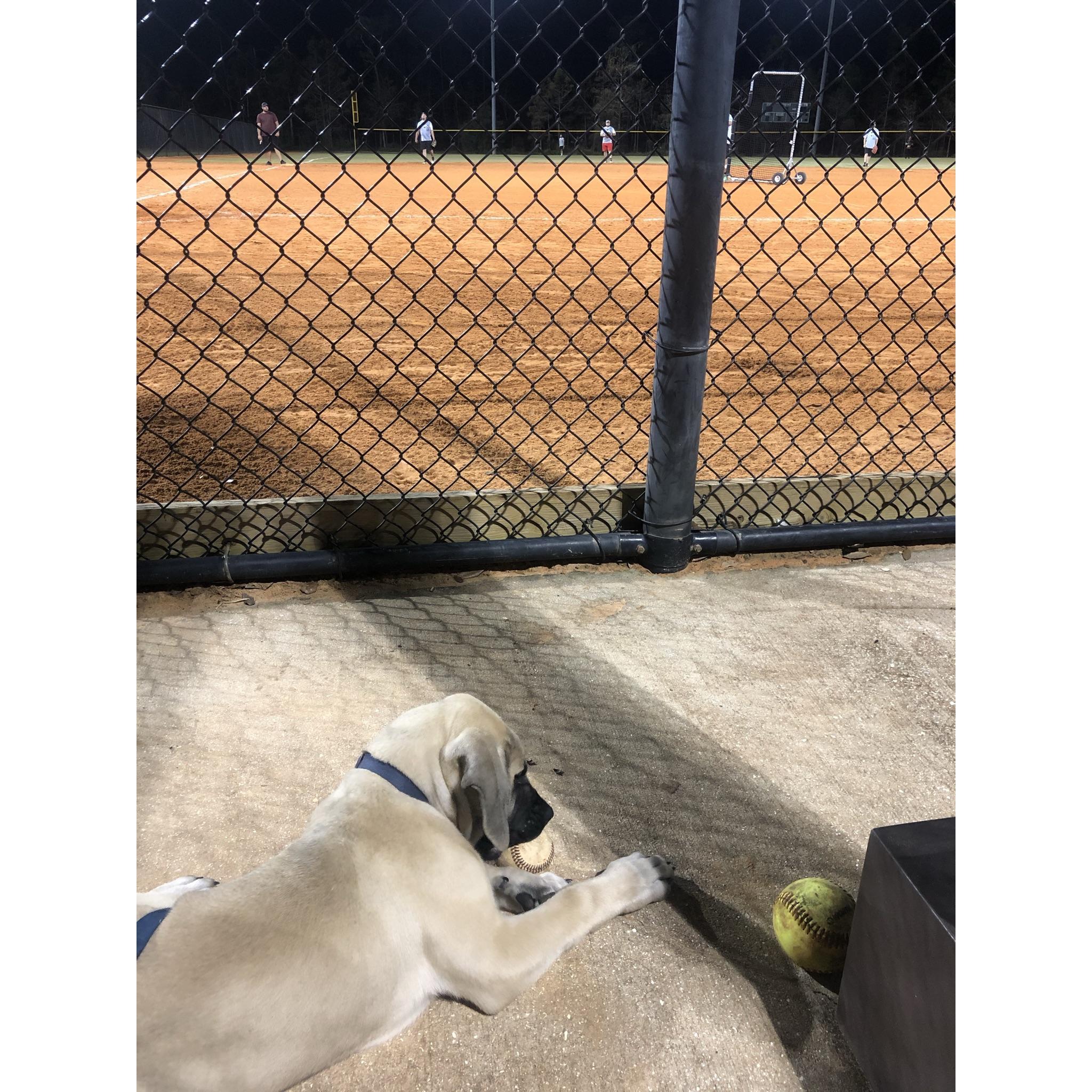 Softball dog!