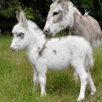 Our First Mini Donkeys