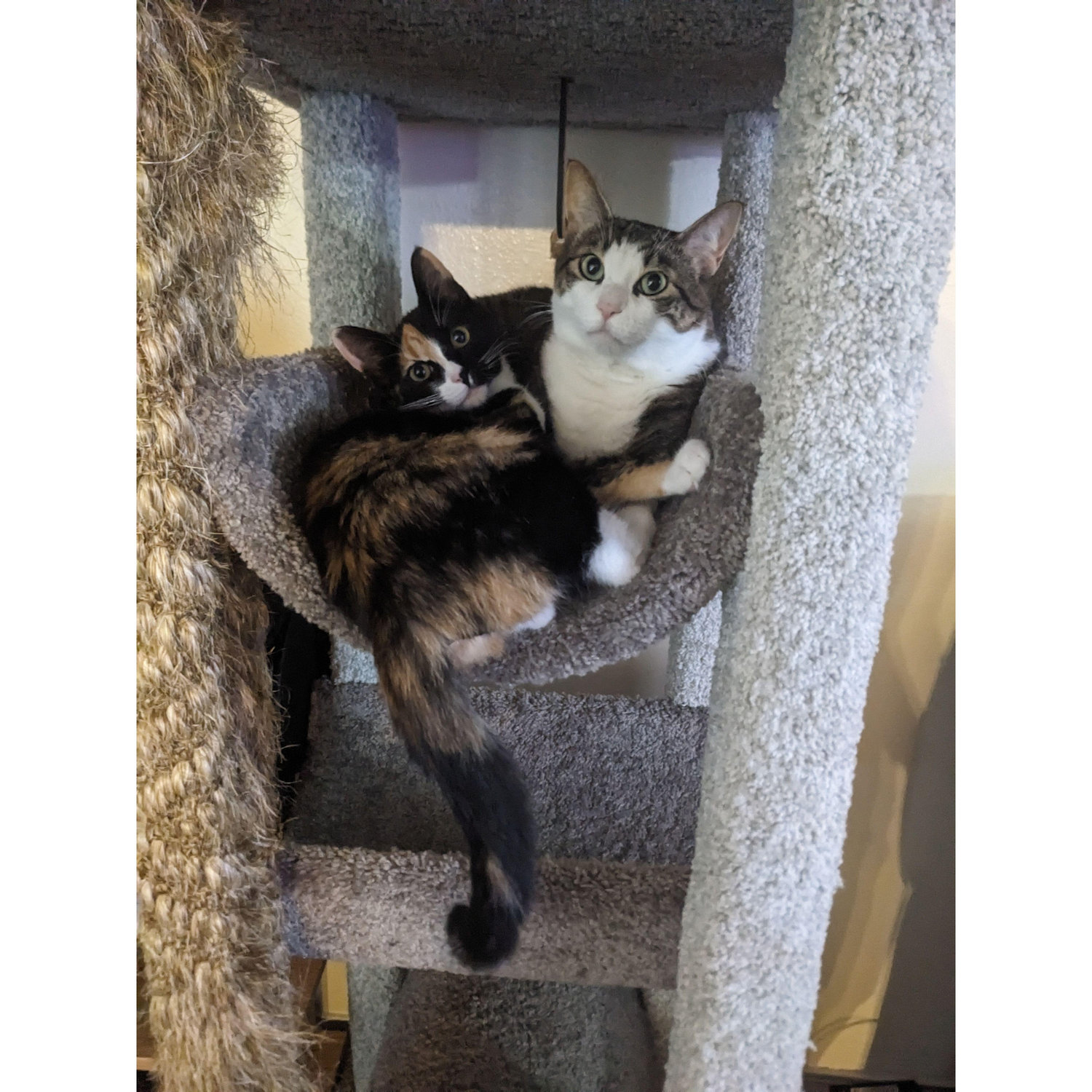 Thermopylae and Killala snuggling