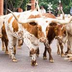 Fort Worth Stockyards