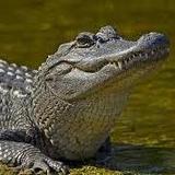 Parque Nacional de los Everglades