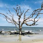 Driftwood Beach