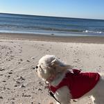 Orange Beach- Enjoy the Beach