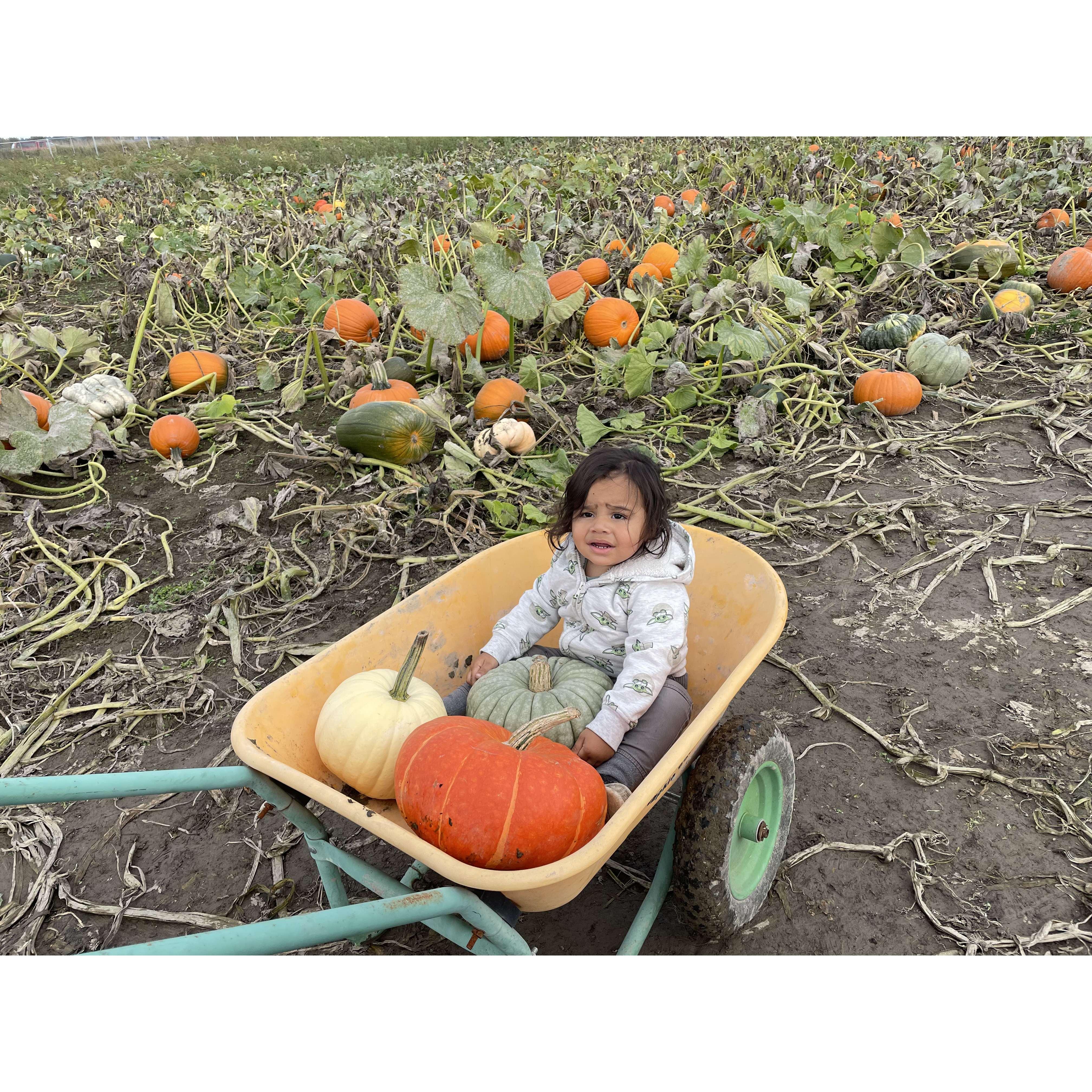 Leo's 1st pumpkin patch