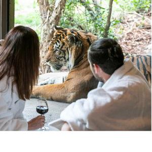 Honeymoon Activity: NY Overnight Tiger Experience