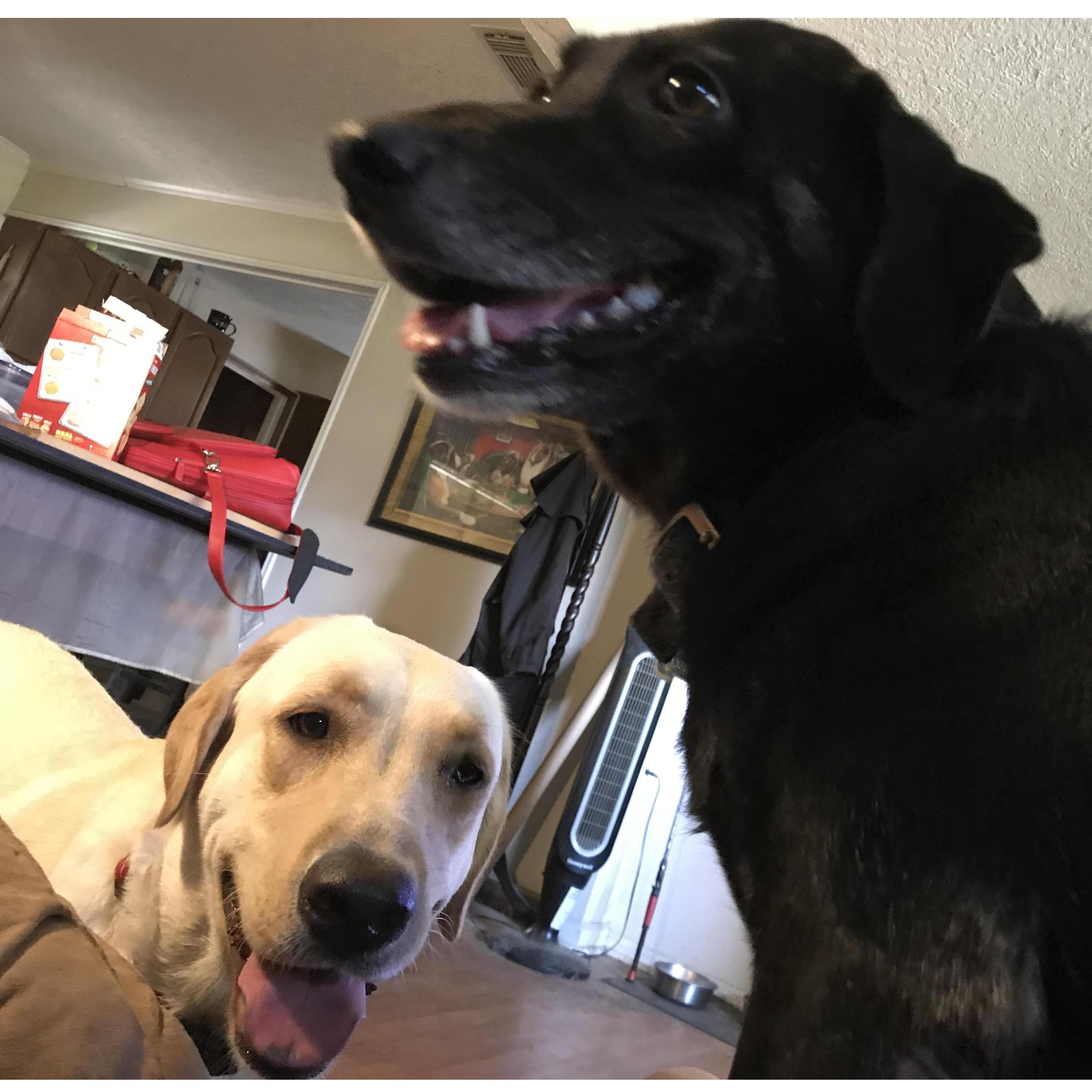 Our dogs
