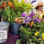 Coastside Farmer's Market