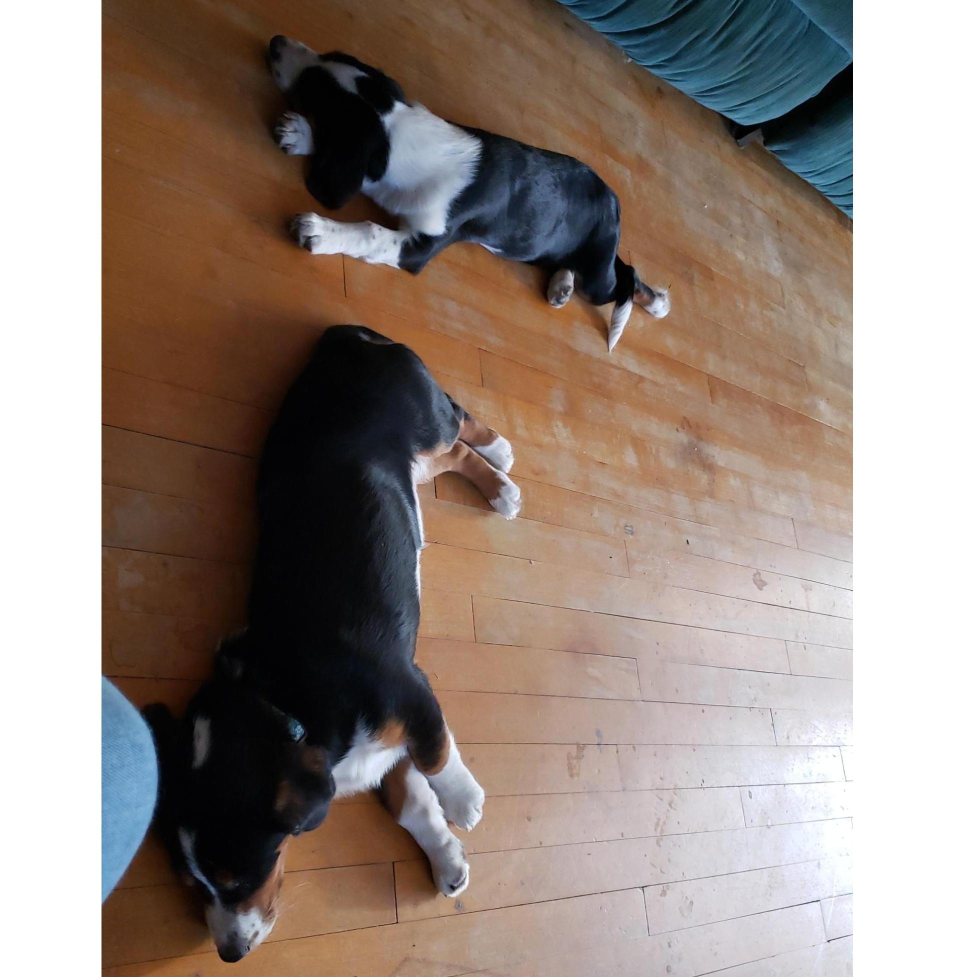 Our sister pups! Peaches is on the top. Penny is on the bottom.