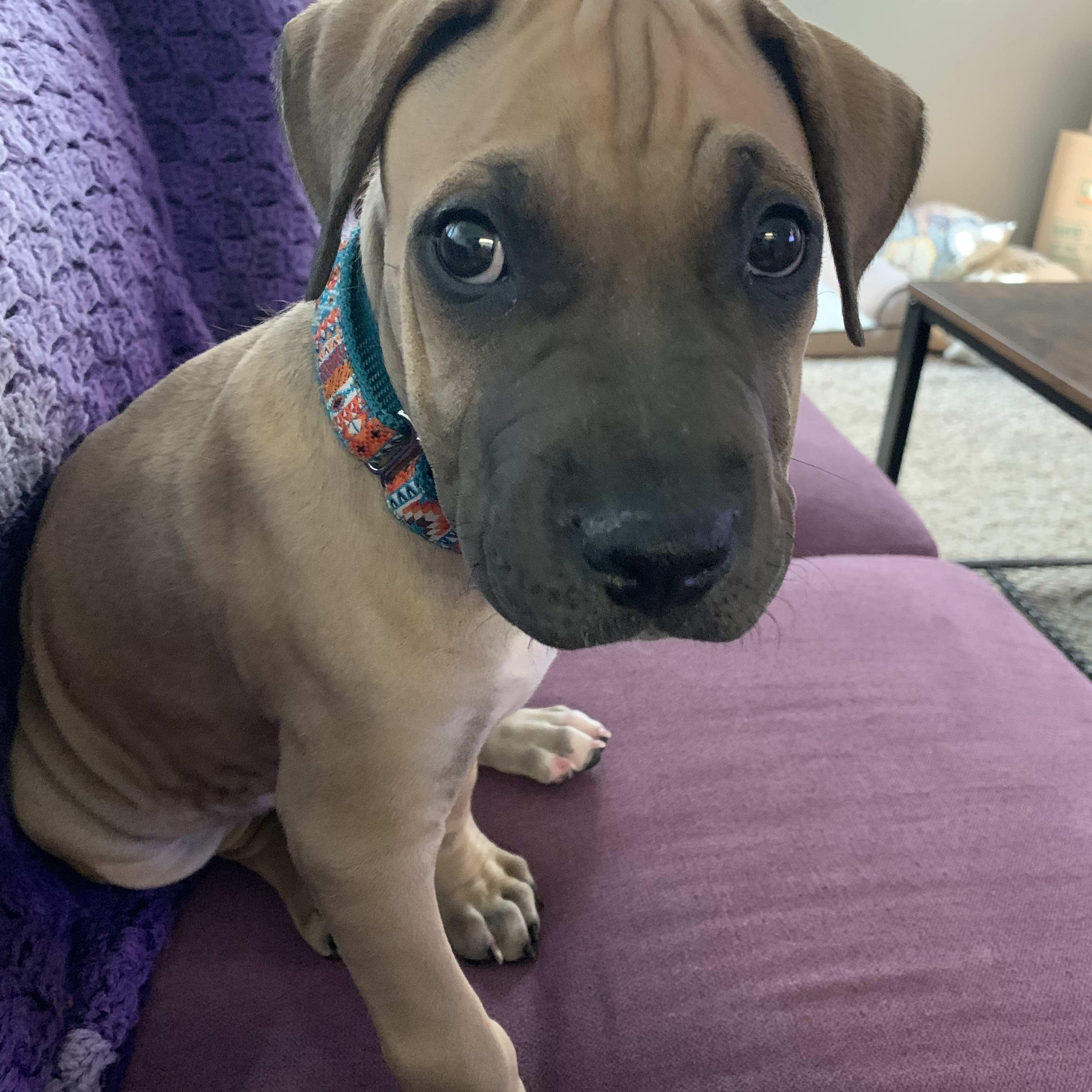 Murphy 🐕 only 10 weeks old 🥲