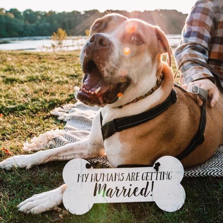Our beloved and silly rescue doggo, Scooby!