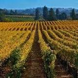 Wine Tasting in the Sonoma and Napa Valley Regions
