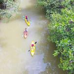 Iguana Tours - Mangrove Kayaking