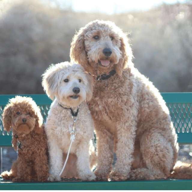 Our Puppy Fund