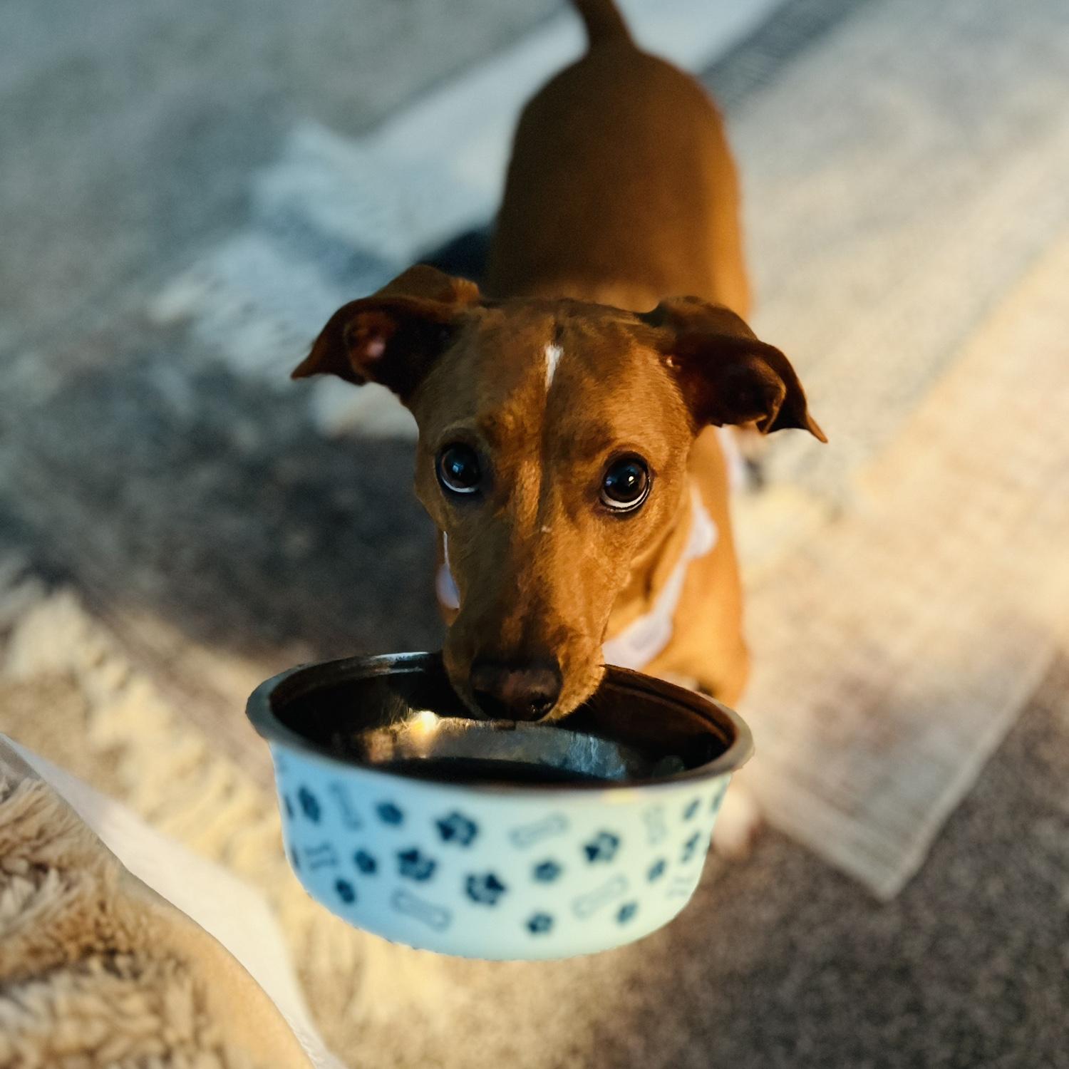 Loki has been bringing his bowl over ever since he was a puppy, it's adorable!