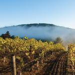 Failla Wines