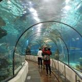 The Dallas World Aquarium