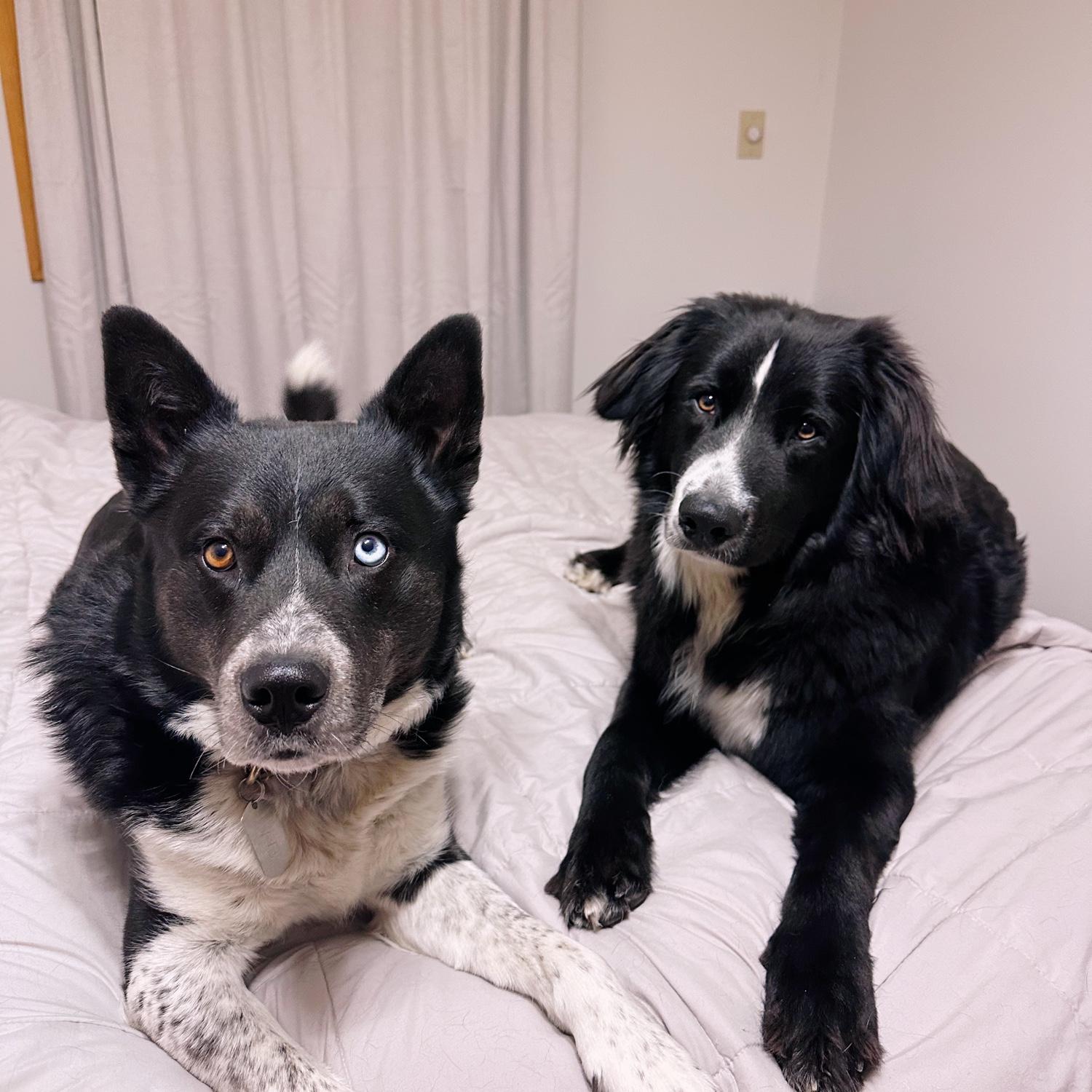 our fur babies Beaver and Rooster