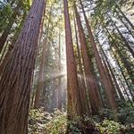 Henry Cowell Redwoods State Park