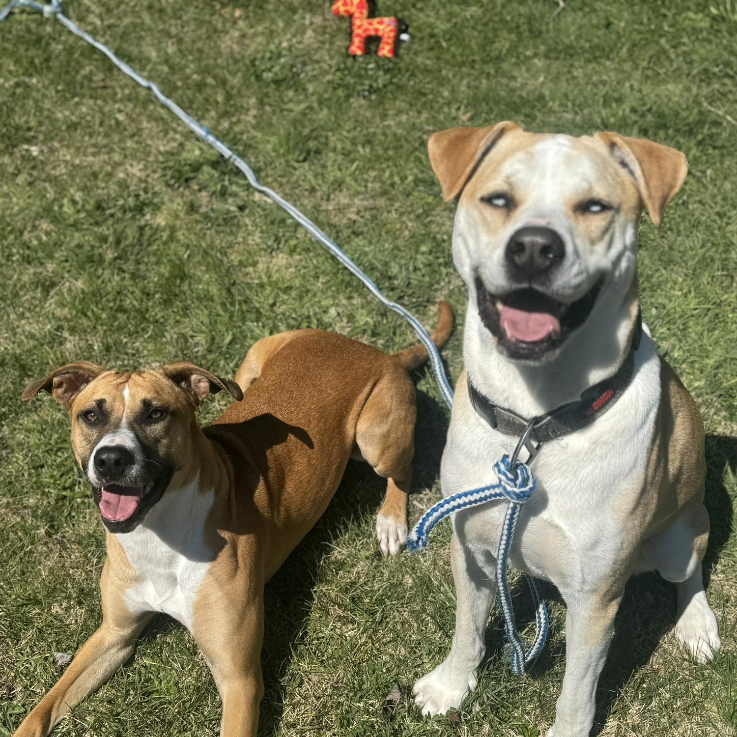 Our Dogs - Willow & John Wayne