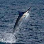 Sport Fishing