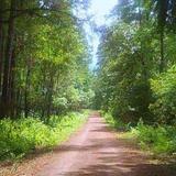 Sam Houston National Forest
