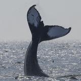 Granite State Whale Watch
