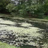 Roslyn Pond
