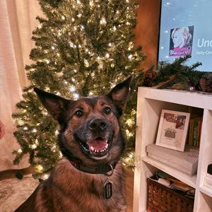 Addi's Pet Toy Fund