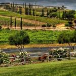 Callaway Vineyard & Winery