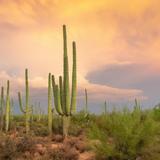 Saguaro National Park