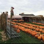Mitchell Farm Market