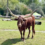 Toronto Zoo