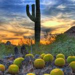 Desert Botanical Garden