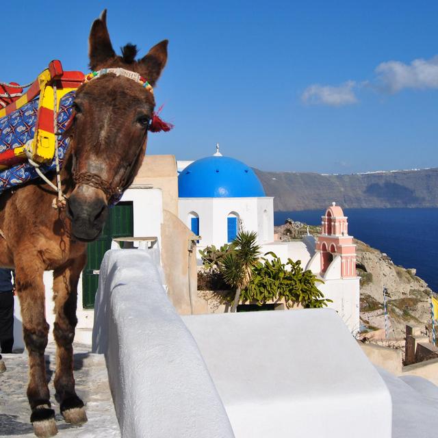 Donkey Rides in Santorini