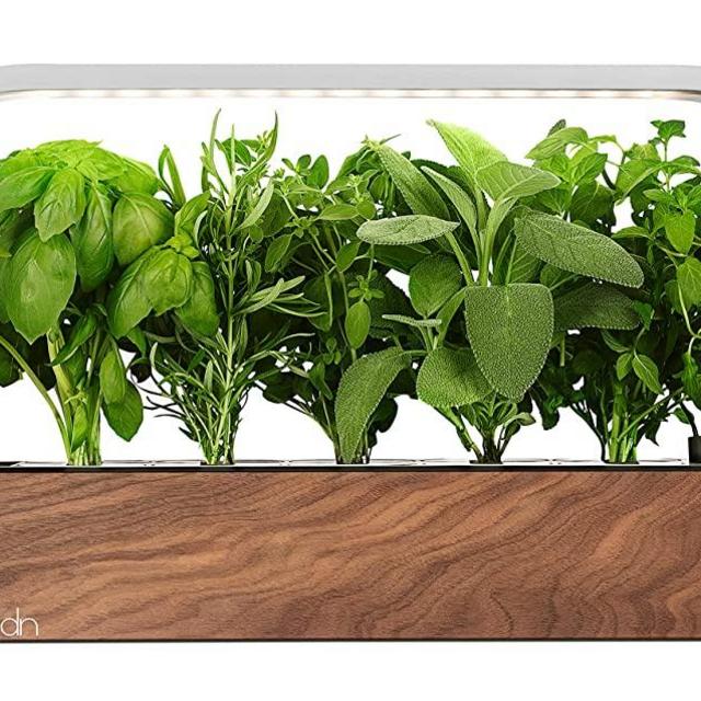 edn SmallGarden with Basil SeedPods, Indoor Grow Smart Garden Starter Kit for Fresh Home Grown Herbs, Plants and Flowers