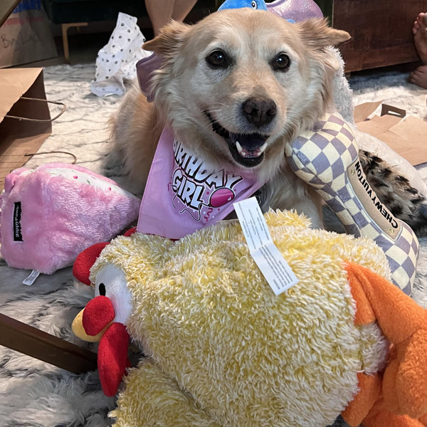 Lacy's Toy and Treat Fund