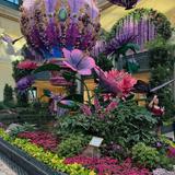 Bellagio Conservatory & Botanical Gardens