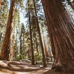 Henry Cowell Redwoods State Park Visitor Center