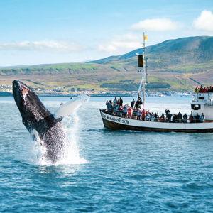 Whale Watching Boat Tour