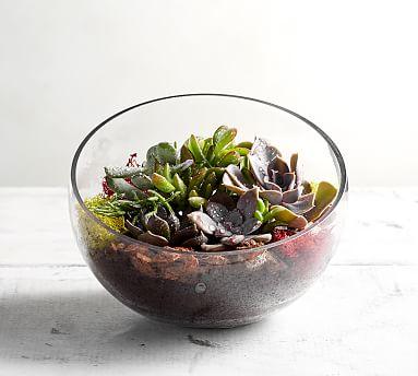 Live Slanted Cut Terrarium