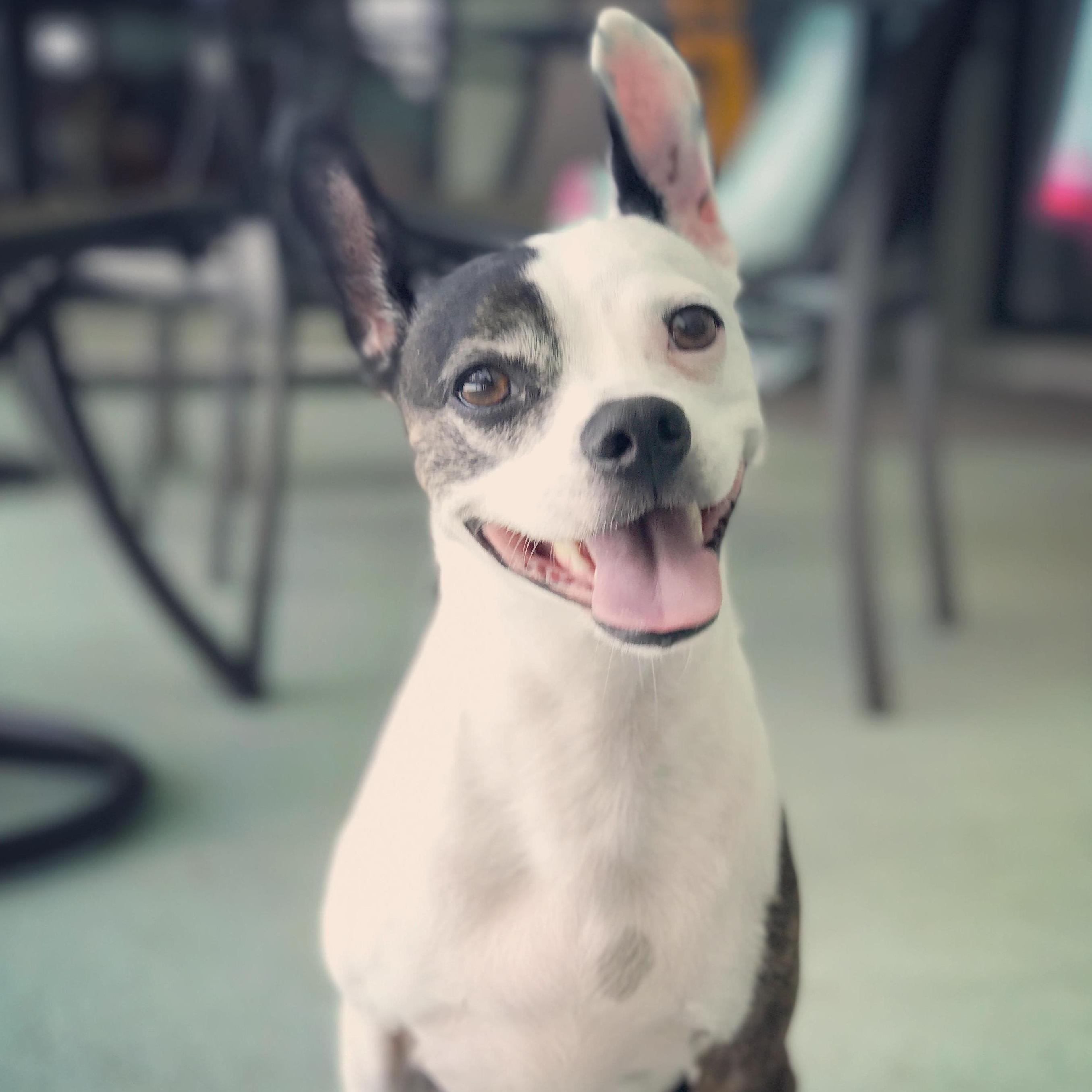 Our sweet baby boy, Louie.