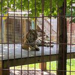 Crown Ridge Tiger Sanctuary